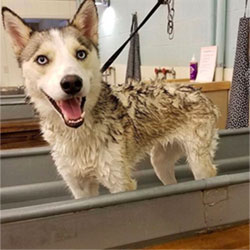 dog smiling in DYI dog wash